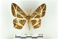 樹形尺蛾藏品圖，第1張