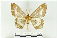 樹形尺蛾藏品圖，第2張