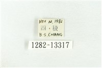 樹形尺蛾藏品圖，第3張