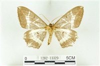 樹形尺蛾藏品圖，第2張