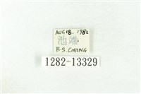 樹形尺蛾藏品圖，第3張