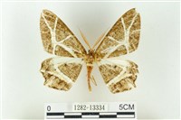 樹形尺蛾藏品圖，第1張