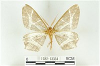 樹形尺蛾藏品圖，第2張