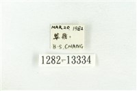 樹形尺蛾藏品圖，第3張