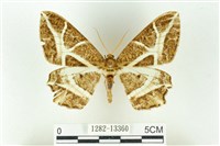 樹形尺蛾藏品圖，第1張