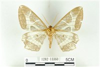 樹形尺蛾藏品圖，第2張