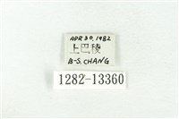 樹形尺蛾藏品圖，第3張