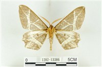 樹形尺蛾藏品圖，第2張