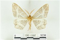 樹形尺蛾藏品圖，第2張