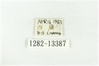 樹形尺蛾藏品圖，第3張