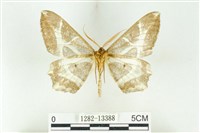 樹形尺蛾藏品圖，第2張