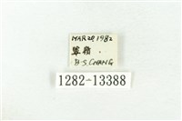 樹形尺蛾藏品圖，第3張