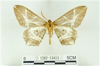 樹形尺蛾藏品圖，第2張