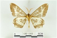 樹形尺蛾藏品圖，第2張