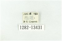 樹形尺蛾藏品圖，第3張