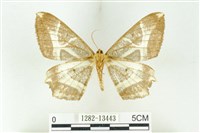 樹形尺蛾藏品圖，第2張