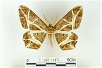 樹形尺蛾藏品圖，第1張