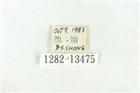 樹形尺蛾藏品圖，第3張