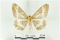 樹形尺蛾藏品圖，第2張