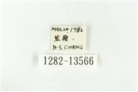 樹形尺蛾藏品圖，第3張