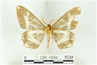 樹形尺蛾藏品圖，第2張