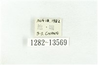 樹形尺蛾藏品圖，第3張