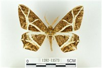 樹形尺蛾藏品圖，第1張