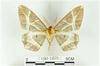 樹形尺蛾藏品圖，第2張