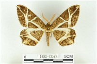 樹形尺蛾藏品圖，第1張