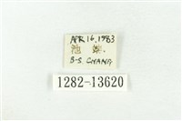 樹形尺蛾藏品圖，第3張