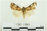 紅暈散紋夜蛾藏品圖，第1張