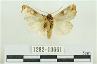 紅暈散紋夜蛾藏品圖，第2張