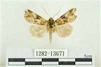 紅暈散紋夜蛾藏品圖，第1張