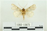 紅暈散紋夜蛾藏品圖，第2張