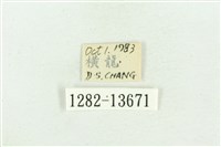 紅暈散紋夜蛾藏品圖，第3張