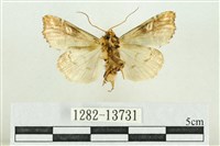 紅暈散紋夜蛾藏品圖，第2張