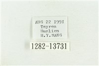 紅暈散紋夜蛾藏品圖，第3張