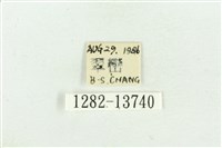 臺灣斑蕊夜蛾藏品圖，第3張