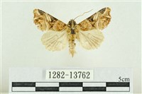 紅暈散紋夜蛾藏品圖，第1張