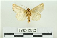 紅暈散紋夜蛾藏品圖，第2張