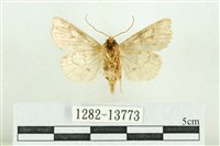 紅暈散紋夜蛾藏品圖，第2張