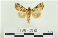 紅暈散紋夜蛾藏品圖，第1張