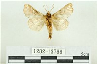 紅暈散紋夜蛾藏品圖，第2張