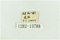 紅暈散紋夜蛾藏品圖，第3張