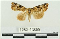 紅暈散紋夜蛾藏品圖，第1張