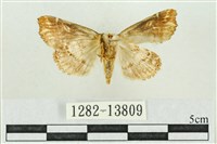 紅暈散紋夜蛾藏品圖，第2張