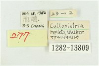 紅暈散紋夜蛾藏品圖，第3張