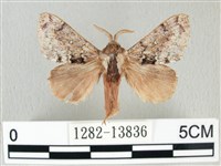 銀肩枯葉蛾藏品圖，第1張