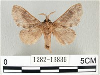 銀肩枯葉蛾藏品圖，第2張