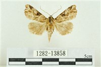 紅暈散紋夜蛾藏品圖，第1張